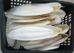 【小知识】青岛港墨鱼骨进口清关必须要了解的